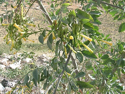 巴勒斯坦的芥菜树图片